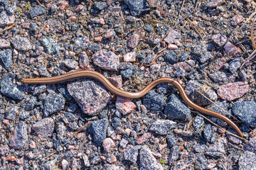 Poster - Wild Slow worm crawling in the gravel ground