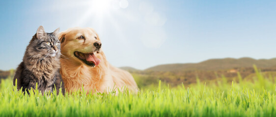 Happy pets spending time outdoors