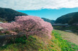 立派に咲く満開の河津桜
