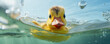 Rubber duck in blue water.  Splash play duck detail.