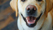 Nahaufnahme Hund Maul Zähne Gebiss von Hund mit geöffnetem Maul Zahnhygiene bei Tieren Generative AI