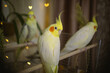Beautiful photo of a bird. Ornithology.Funny parrot.Cockatiel parrot.
Home pet yellow bird.Beautiful feathers.Love for animals.Cute cockatiel.Home pet parrot.A bird with a crest.Natural color.
memes.