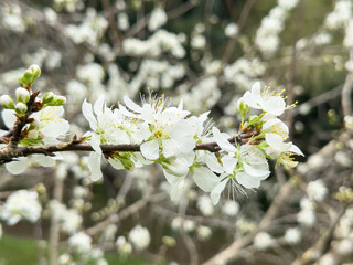 Canvas Print - Fresh beautiful white plum flower blossom.