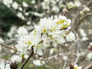 Sticker - Fresh beautiful white plum flower blossom.