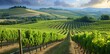 Celebrate the rural beauty of a vineyard landscape, where rows of grapevines gracefully stretch across the scenery, offering a serene and tranquil view.