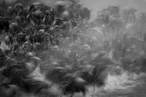 Fototapeta Konie - Mono slow pan of wildebeest entering water