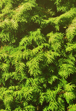 The Texture Of Many Branches Of Green Coniferous Tree In Daylight.
