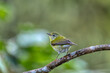 © ArtushFoto - Tennessee warbler (Leiothlypis peregrina), New World warbler that breeds in eastern North America. Minca, Sierra Nevada de Santa Marta Magdalena department. Wildlife and birdwatching in Colombia.