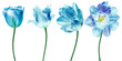 Set   blue flowers tulips on  isolated background. For design. Closeup.  Transparent background.  Nature.	