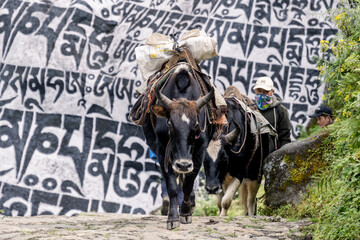 Yak carrying livestock in the himalayas