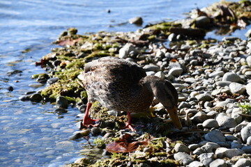 Wall Mural - duck on the lake