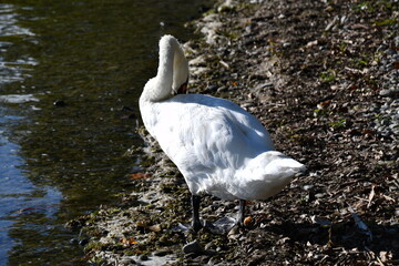 Wall Mural - swan on the lake