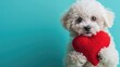Adorable Bichon Frise puppy cradling a red heart-shaped plush toy, perfect for Valentine's Day greetings or pet product marketing , copy space, isolated 