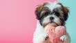 Adorable Shih Tzu Dog Puppy Holding Pink Heart Pillow  with the paws, isolated pink background, Valentine's Day greetings, pet photos, animal illustrations, copy space, 