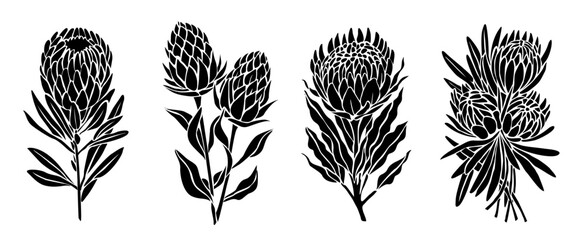 Wall Mural - Set of botanical silhouettes of protea flowers, hand drawn outline floral illustration. Decorative vector design elements, icons, logo, symbols isolated on transparent background.