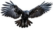 Enchanting Raven in Mid-Flight on white background