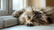 domestic lazy long-haired young whiskered cat lies and stretches against background of window and heating radiator, concept of autonomous heating, warm floors, sick animal, summer heat. sad animal