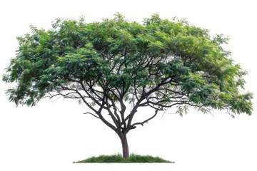 Canvas Print - An isolated tropical tree on a white background is commonly used for design, advertising, and architecture.