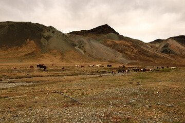 Wall Mural - The Snæfellsjökull National Park  is a national park of Iceland located in the municipality of Snæfellsbær the west of the country