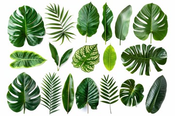 Sticker - An illustration of different tropical leaves on a white background