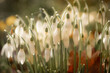 Gruppe von Schneeglöckchen Galanthus 
