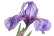 From the stage of being a bud, the petals and sepals of a beardless iris begin to unfold