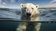 A Polar Bear Exhibits Comfort and Elegance While Swimming in the Arctic Waters