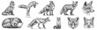 © Turaev - Vintage engraving isolated fox set illustration ink sketch. Wild animal background foxy animal silhouette art. Black and white hand drawn image.