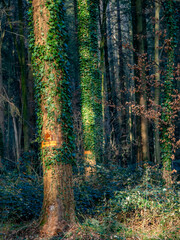 Wall Mural - Bäume im Mischwald