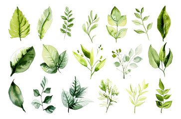 Wall Mural - Various leaves are depicted in watercolor in a particular style.