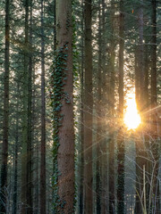 Poster - Sonne im Wald