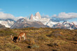 iconic patagonia landscape- fitz roy mountains with llama or alpaca in foreground