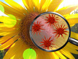 Magnifying lens with simulated allergen, germs, seasonal allergies concept. Sunflowers with pollen and seeds cause acute allergic reactions, and intolerance in humans