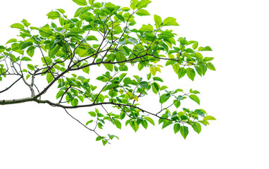 Wall Mural - tree branches PNG trensparent background