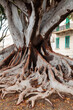 the roots of magnolia tree