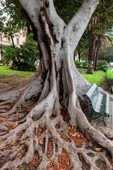 the roots of magnolia tree