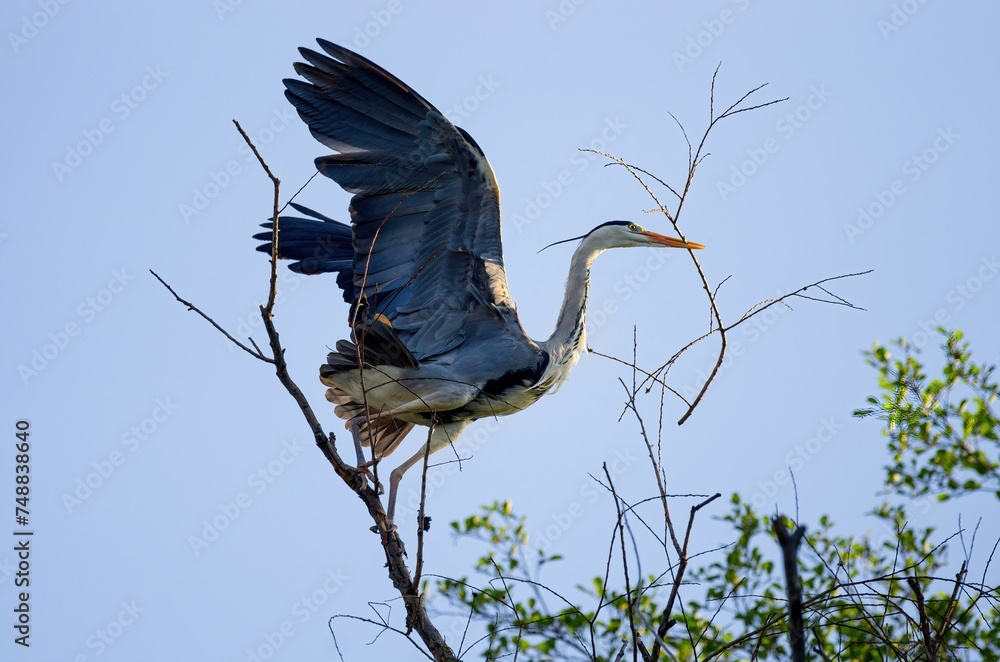 Grey heron (Ardea cinerea) with outstretched wings builds a nest in a ...