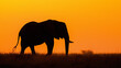 African elephant in silhouette, Botswana