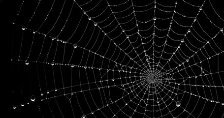 Spider's web realistic use black background