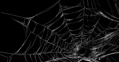 Spider's web realistic use black background