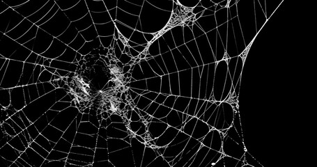 Spider's web realistic use black background