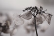 Blume in schwarz weiß - Hortensie verblüht im Winter
