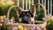 german shepherd puppy An adorable German Shepherd puppy sitting in a basket filled with spring flowers,  