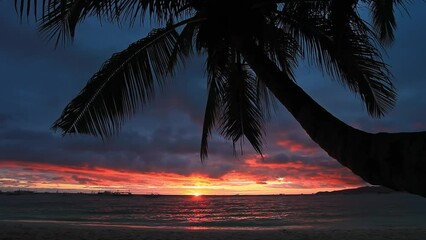 Poster - Tropical sunrise. Silhouette of coconut palm trees on the beach. Travel destinations. Nobody