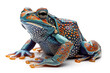 Frogs adorned with intricate patterns blend into lush rainforests on a transparent background. 
