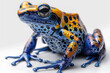 Harmonizing with nature, frogs display hues of breathtaking brilliance on a transparent background. 