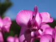 Zbliżenie na kwiat różowego cyklamena