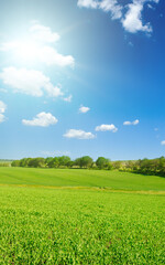 Wall Mural - A green pea field and sun on blue sky. ​Vertical photo