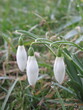 Zbliżenie na białe kwiaty z gatunku Galanthus