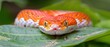 a close up of a red and white snake on top of a green leaf covered in white and yellow stripes.